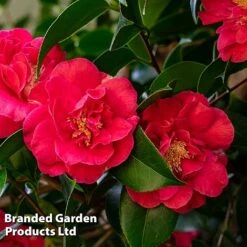 Camellia 'Blooming Wonder Red' -Flourish Flora CAME 20BLOOMSR L14711