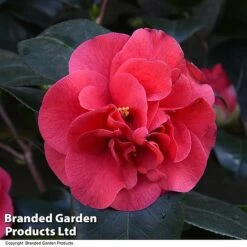 Camellia 'Blooming Wonder Red' -Flourish Flora CAME 20BLOOMSR T14439
