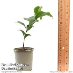 Camellia Japonica 'Doctor King' -Flourish Flora CAME DRKING9CM T47641