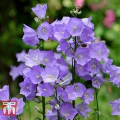 Campanula Persicifolia 'Telham Beauty'