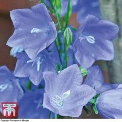 Campanula Persicifolia 'Blue Bell' -Flourish Flora CAMP KA8701 B