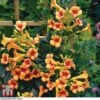 Campsis X Tagliabuana 'Indian Summer'