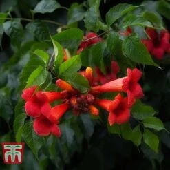 Campsis X Tagliabuana 'Summer Jazz Fire Trumpet' -Flourish Flora CAMP T67890 B