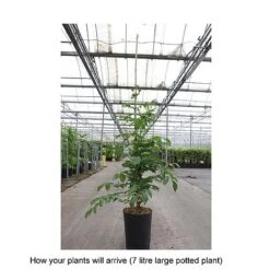 Campsis X Tagliabuana 'Yellow Trumpet' -Flourish Flora CAMP T67892 B h