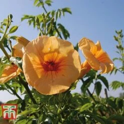 Campsis X Tagliabuana 'Yellow Trumpet' -Flourish Flora CAMP T67892 C