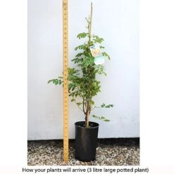 Campsis X Tagliabuana 'Yellow Trumpet' -Flourish Flora CAMP T67892 C h