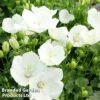 Campanula Carpatica 'Pearl White'