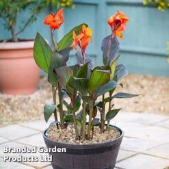 Canna X Generalis 'Cannova Collection' -Flourish Flora CANN CANNBRONZ U34357