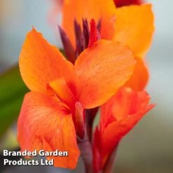 Canna X Generalis 'Cannova Collection' -Flourish Flora CANN CANNBRONZ U34358