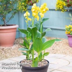 Canna X Generalis 'Cannova Collection' -Flourish Flora CANN CANNYELLO U34365