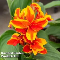 Canna X Generalis 'Cannova Collection' -Flourish Flora CANN REDGOLDFL T407131