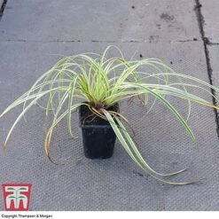 Carex 'Feather Falls' -Flourish Flora CARE 0821 A1
