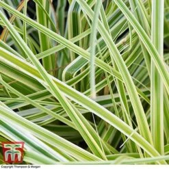 Carex 'Feather Falls' -Flourish Flora CARE 0821 A2