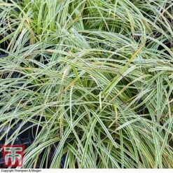 Carex 'Feather Falls' -Flourish Flora CARE 0821 A3