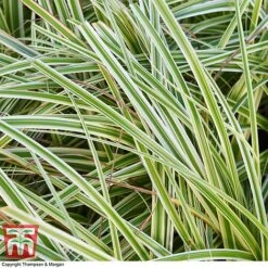 Carex 'Feather Falls' -Flourish Flora CARE 0821 A4