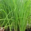 Carex Acuta (Marginal Aquatic)