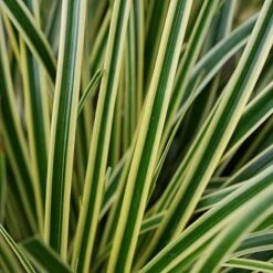 Carex Oshimensis 'Evercream' -Flourish Flora CARE EVERCREAM S45274 NOW