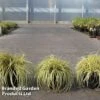 Carex Oshimensis 'Everoro'