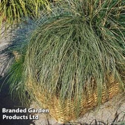 Carex Comans 'Frosted Curls' -Flourish Flora CARE FROSTCURL S43375