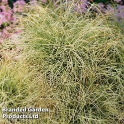 Carex Comans 'Frosted Curls' -Flourish Flora CARE FROSTCURL S43376
