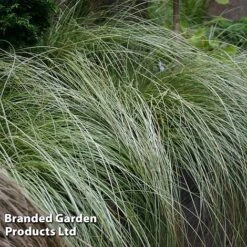 Carex Comans 'Frosted Curls' -Flourish Flora CARE FROSTCURL S43377