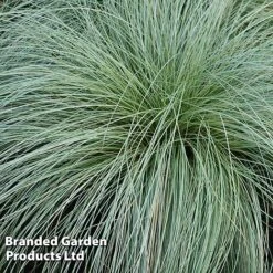 Carex Comans 'Frosted Curls' -Flourish Flora CARE FROSTCURL W481041