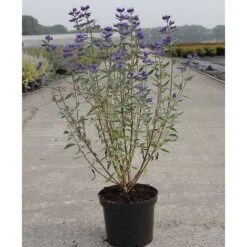 Caryopteris X Clandonensis 'Thetis' -Flourish Flora CARY T62036 A h