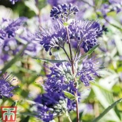 Caryopteris X Clandonensis 'Heavenly Blue'