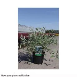 Caryopteris X Clandonensis 'Heavenly Blue' -Flourish Flora CARY T66107 B h