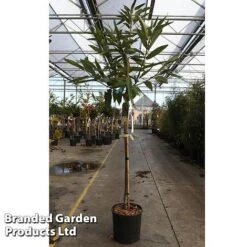 Castanea Sativa 'Marradi'