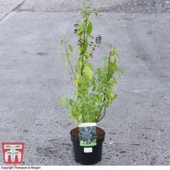 Ceanothus X Delilianus 'Henri Desfosse' -Flourish Flora CEAN 81105 A