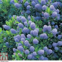 Ceanothus 'Skylark' -Flourish Flora CEAN TKA0803 A