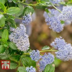 Ceanothus 'Skylark' -Flourish Flora CEAN TKA0803 D
