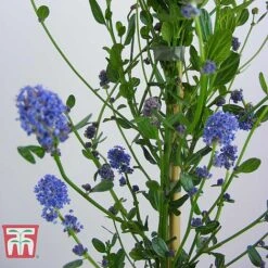Ceanothus 'Skylark' -Flourish Flora CEAN TKA0803 E