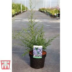 Ceanothus 'Puget Blue' -Flourish Flora CEAN TKA0961 C