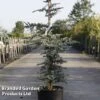 Cedrus Libani 'Horstmanns Silberspitz'