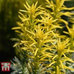 Cephalotaxus Harringtonia 'Korean Gold' -Flourish Flora CEPH T66116 C