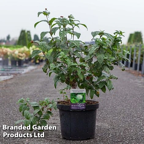 Cephalanthus Occidentalis 'Fiber Optics' 2 Cephalanthus Occidentalis 'Fiber Optics' - Image 2