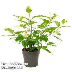 Cephalanthus Occidentalis 'Honeyballs' -Flourish Flora CEPH HONEYBALL S44109