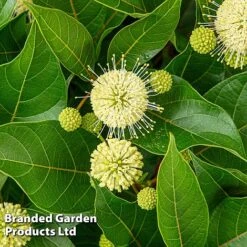 Cephalanthus Occidentalis 'Honeyballs' -Flourish Flora CEPH HONEYBALL S44112