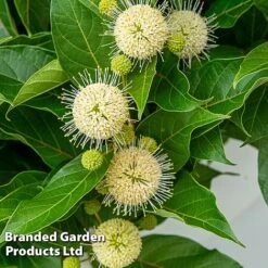 Cephalanthus Occidentalis 'Honeyballs' -Flourish Flora CEPH HONEYBALL S44113