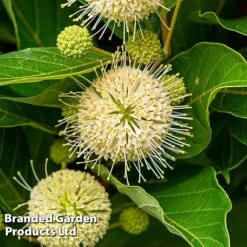 Cephalanthus Occidentalis 'Honeyballs' -Flourish Flora CEPH HONEYBALL S44115