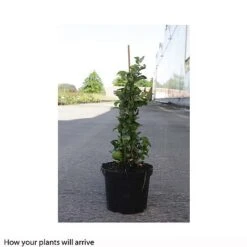 Chaenomeles X Superba 'Jet Trail' -Flourish Flora CHAE T66127 B h