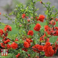 Chaenomeles 'Orange Storm' -Flourish Flora CHAE T79995 C