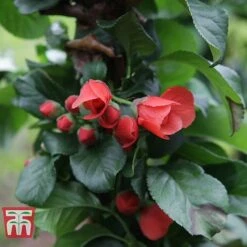 Chaenomeles 'Orange Storm' -Flourish Flora CHAE T79995 D