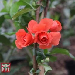 Chaenomeles 'Orange Storm' -Flourish Flora CHAE T79995 F