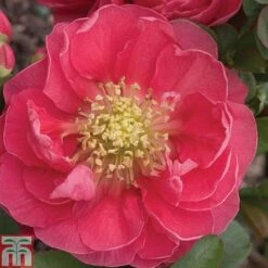 Chaenomeles 'Pink Storm' -Flourish Flora CHAE T79996 A