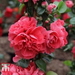 Chaenomeles 'Pink Storm' -Flourish Flora CHAE T79996 C