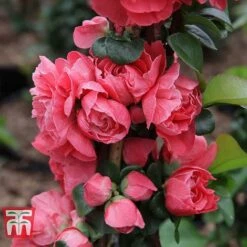Chaenomeles 'Pink Storm' -Flourish Flora CHAE T79996 E