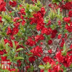 Chaenomeles 'Scarlet Storm' -Flourish Flora CHAE T79997 B